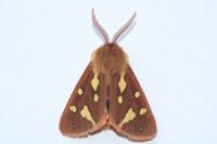 Arctia testudinaria