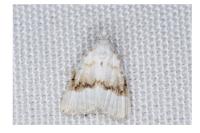 Meganola albula
