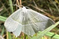 Campaea margaritaria