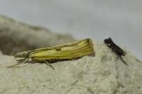 Agriphila inquinatella