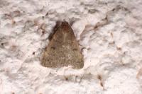 Nodaria nodosalis