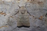 Euxoa decora simulatrix