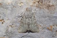 Apamea platinea