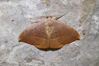 Watsonalla uncinula