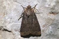 Agrotis bigramma