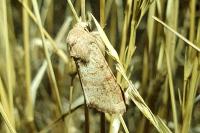 Luperina rubella