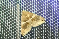 Dysgonia algira