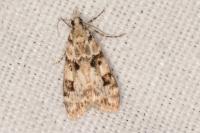 Eudonia delunella