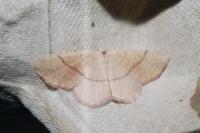 Cyclophora punctaria