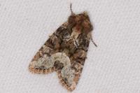 Oligia strigilis/versicolor