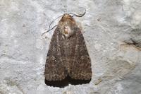 Mamestra brassicae