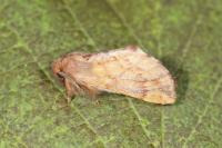 Ptilophora plumigera