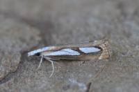 Catoptria