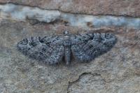 Eupithecia