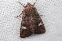 Dryobota labecula