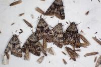 Catocala nymphagoga