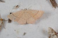 Cyclophora