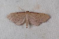 Idaea infirmaria