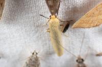 Indalia pygmaeola pallifrons
