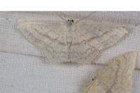 Scopula nigropunctata