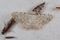 Scopula submutata roseonitens