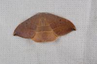 Watsonalla uncinula
