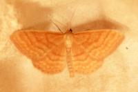 Idaea ochrata