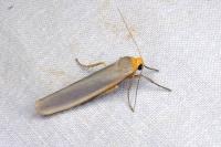 Eilema caniola