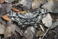 Peribatodes umbraria umbraria