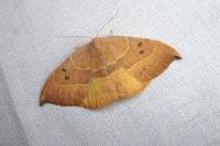 Watsonalla uncinula