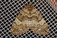 Hydriomena furcata