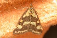 Pyrausta purpuralis