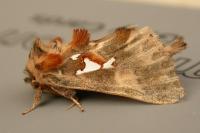 Spatalia argentina
