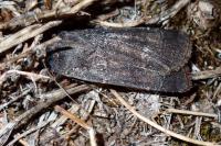Agrotis trux