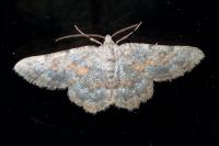 Charissa mucidaria