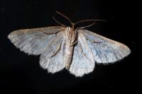 Charissa mucidaria