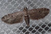 Eupithecia pauxillaria