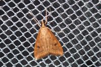 Udea ferrugalis