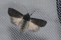 Aporophyla nigra