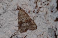 Hellula undalis