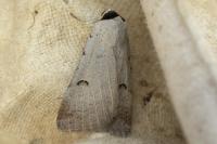 Lygephila craccae