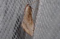 Evergestis isatidalis