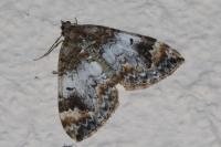 Dysstroma truncata