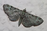 Pasiphila rectangulata