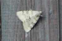 Catocala puerpera