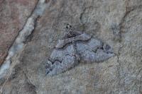 Pareulype berberata berberata