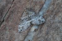 Perizoma bifaciata