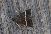 Pyrausta cingulata