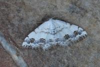 Scopula decorata