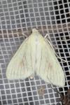 Sitochroa palealis